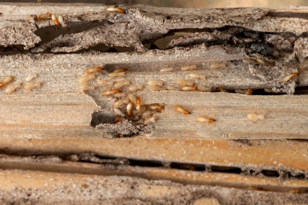 Best Commercial Pest Control Services  in Gardiner, ME